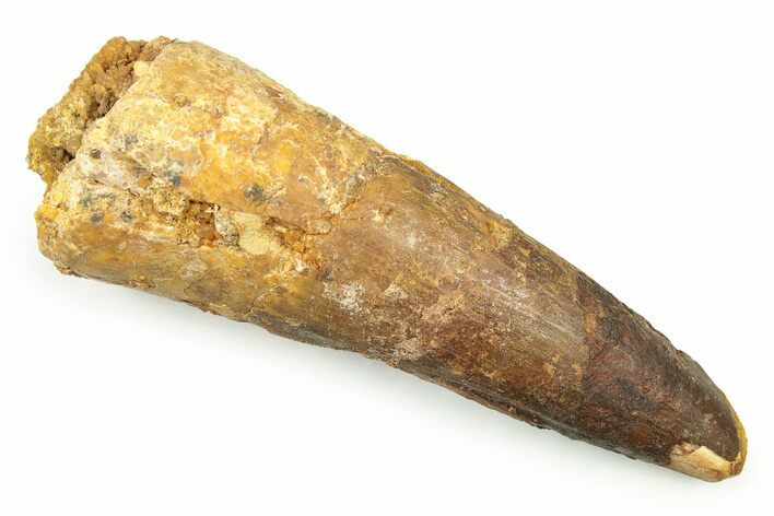 Bargain, Fossil Spinosaurus Tooth - Composite Tip #250964
